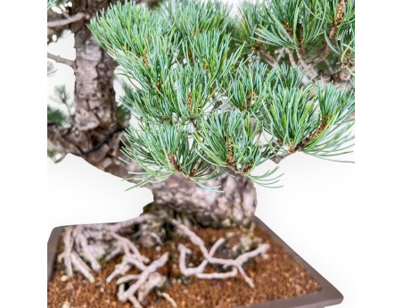 Bonsaï de Pinus pentaphylla %separator% %category%