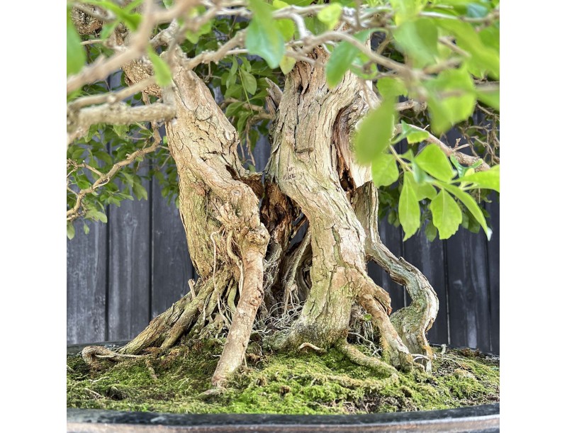 Durantha-Bonsai %separator% %category% mit Blüten