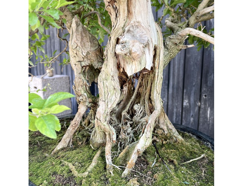 Durantha-Bonsai %separator% %category% mit Blüten