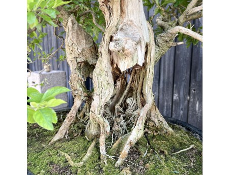 Durantha-Bonsai %separator% %category% mit Blüten