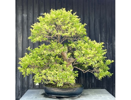 Durantha-Bonsai %separator% %category% mit Blüten