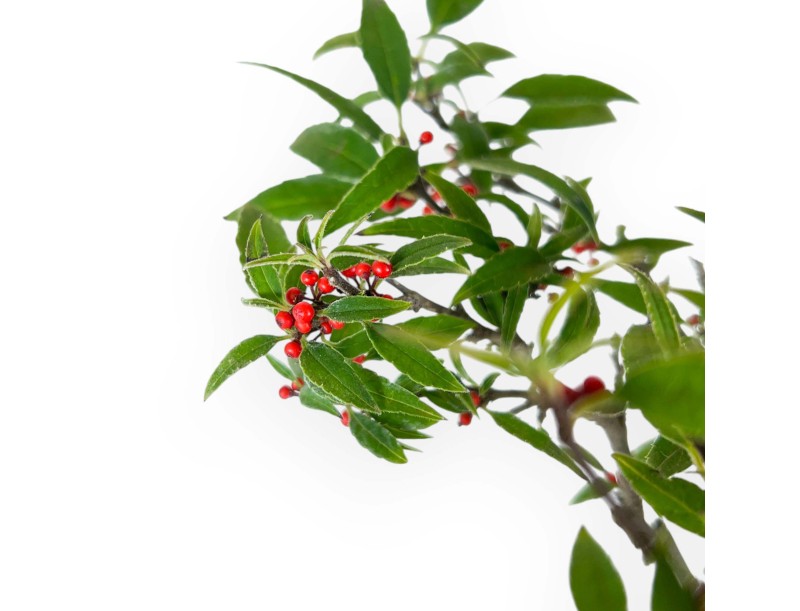 Bonsai di Ilex serrata subtilis %separator% %category%
