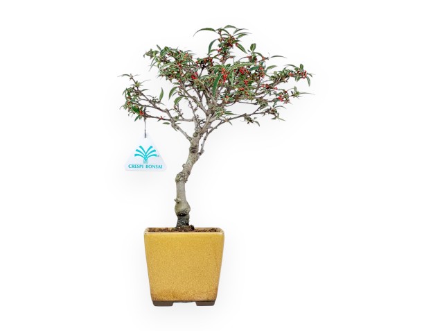 Bonsai der Art Ilex serrata subtilis %separator% %category%