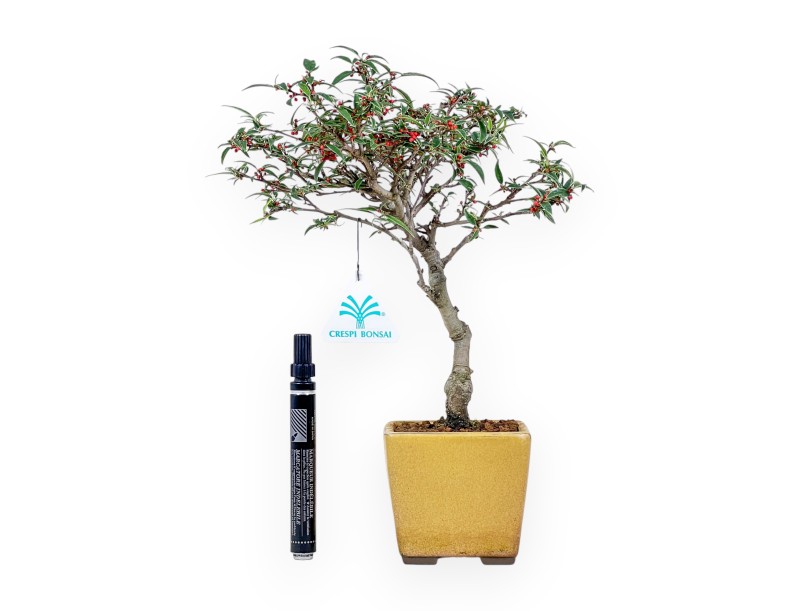 Bonsai van Ilex serrata subtilis %separator% %category%
