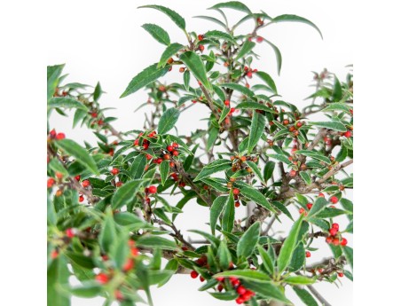 Ilex serrata subtilis bonsai %separator% %category%
