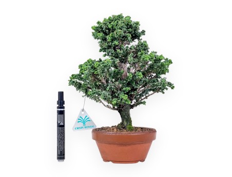 Bonsai di Chamaecyparis obtusa %separator% %category%