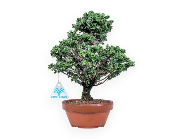 Bonsai aus Chamaecyparis obtusa %separator% %category%