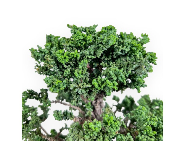 Chamaecyparis obtusa bonsai %separator% %category% 2