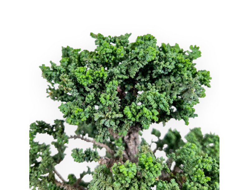 Chamaecyparis obtusa bonsai %separator% %category%