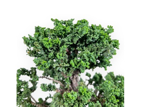 Bonsaï de Chamaecyparis obtusa %separator% %category%