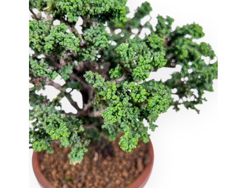 Bonsaï de Chamaecyparis obtusa %separator% %category%