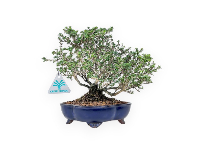 Serissa japonica bonsai %separator% %category%