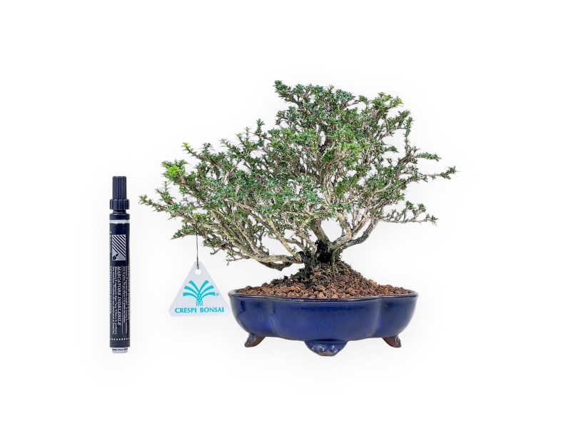 Serissa japonica bonsai %separator% %category%