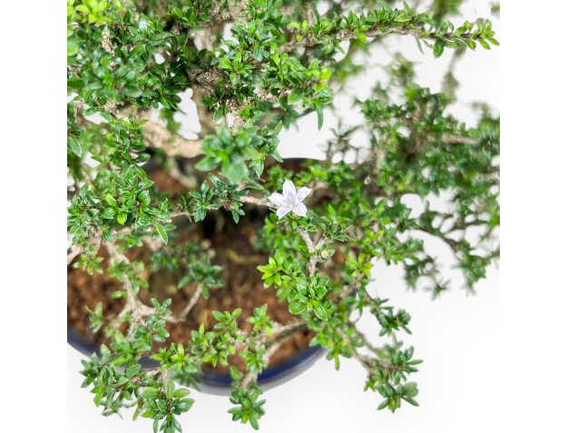 Bonsai di Serissa japonica %separator% %category% 2