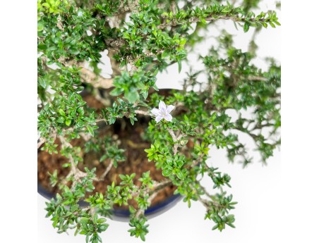 Serissa japonica bonsai %separator% %category%