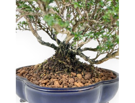 Serissa japonica bonsai %separator% %category%
