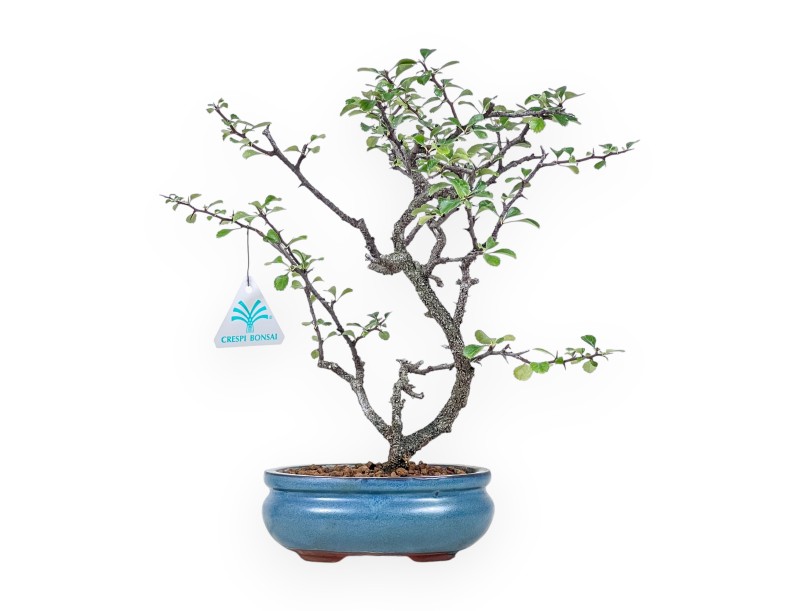 Bonsai di Chaenomeles chojubai %separator% %category%
