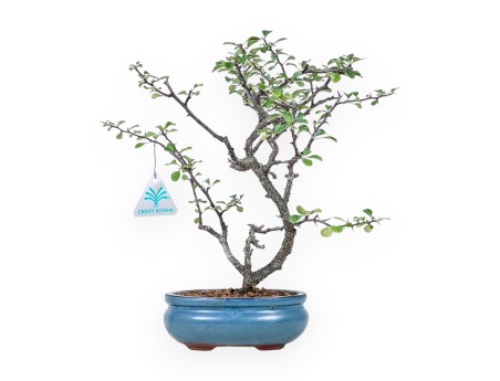 Bonsai di Chaenomeles chojubai %separator% %category%