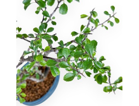 Chaenomeles chojubai-Bonsai %separator% %category%