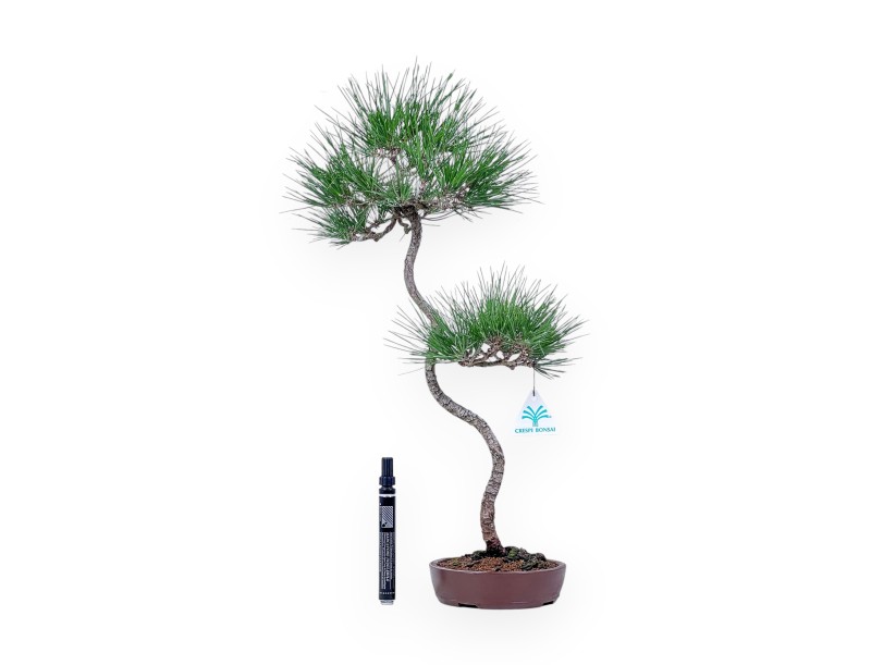 Bonsai di Pinus thunbergii - Pino nero %separator% %category%