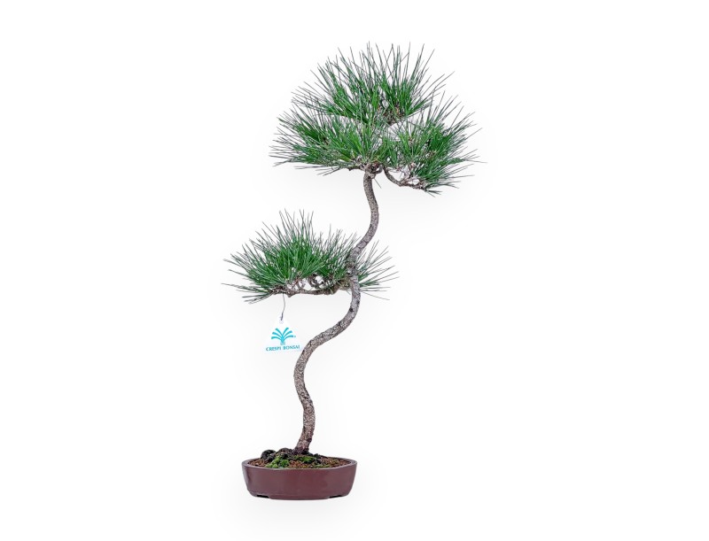 Bonsaï de Pinus thunbergii - Pin noir %separator% %category%
