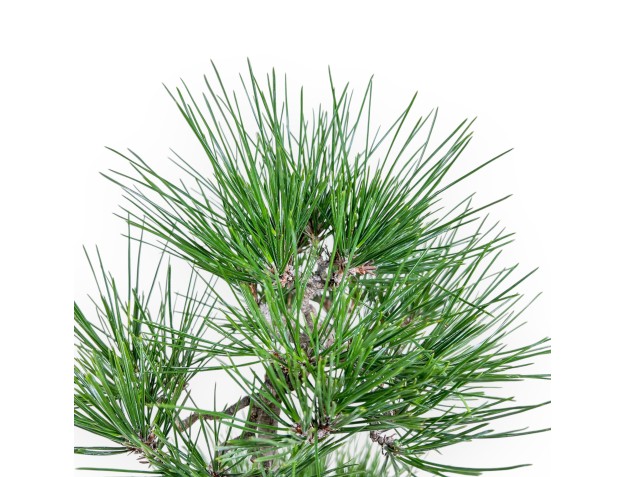 Bonsai aus Pinus thunbergii – Schwarzkiefer %separator% %category% 2