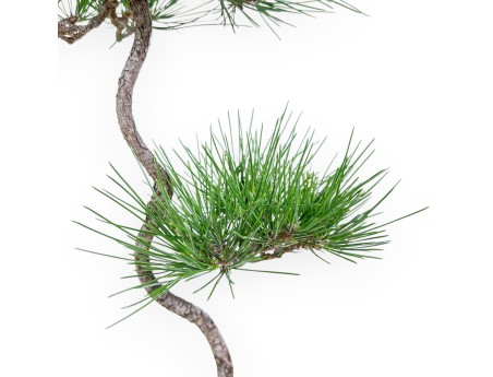 Bonsai di Pinus thunbergii - Pino nero %separator% %category%