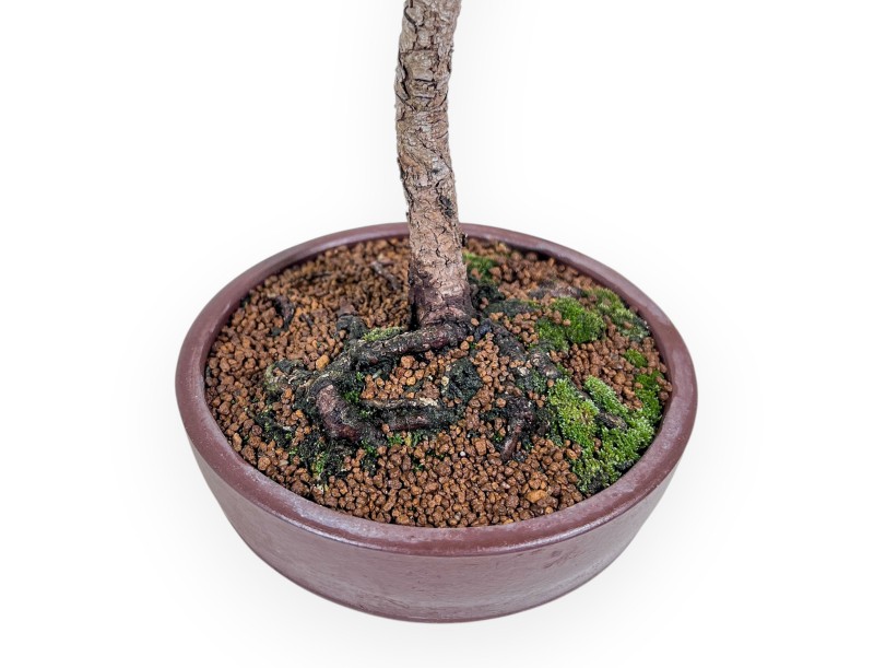 Bonsái de Pinus thunbergii - Pino negro %separator% %category%