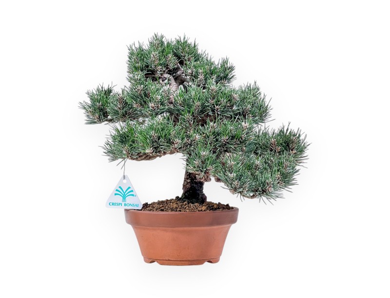 Bonsai aus Pinus thunbergii Kotobuki %separator% %category%