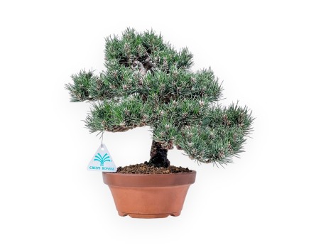 Bonsai aus Pinus thunbergii Kotobuki %separator% %category%