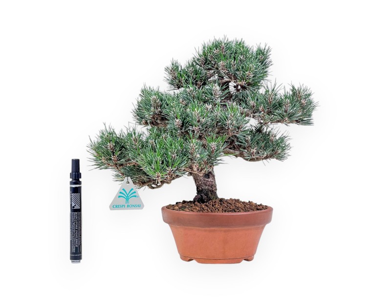 Bonsái de Pinus thunbergii kotobuki %separator% %category%