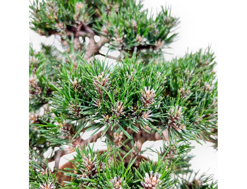 Bonsaï de Pinus thunbergii Kotobuki %separator% %category%