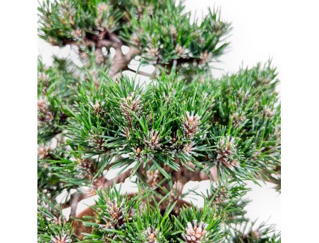 Bonsai aus Pinus thunbergii Kotobuki %separator% %category%