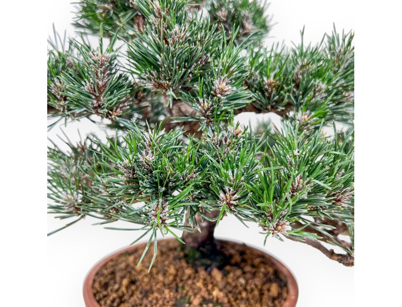 Bonsai di Pinus thunbergii kotobuki %separator% %category%