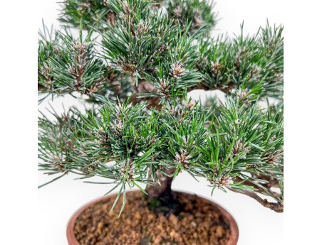 Bonsái de Pinus thunbergii kotobuki %separator% %category%