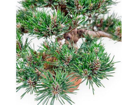 Bonsai di Pinus thunbergii kotobuki %separator% %category%