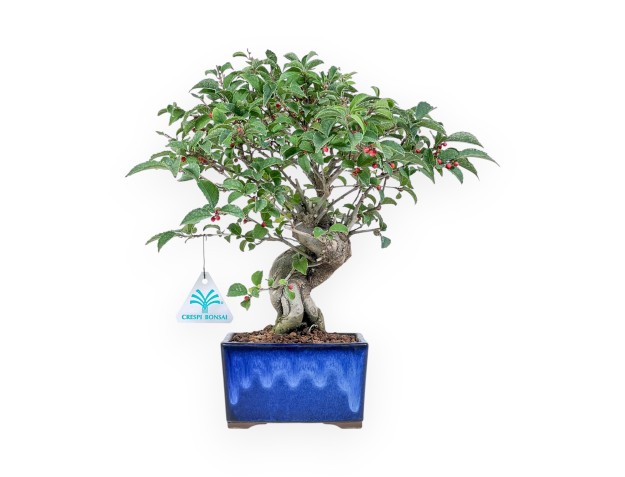 Bonsai van Ilex serrata %separator% %category%