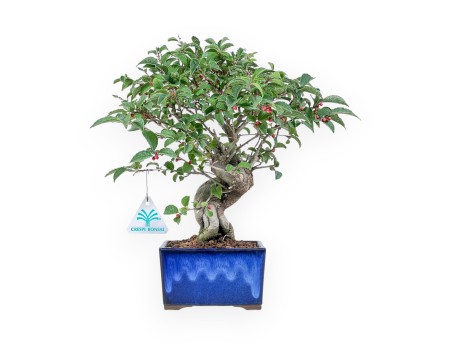 Bonsai di Ilex serrata %separator% %category%
