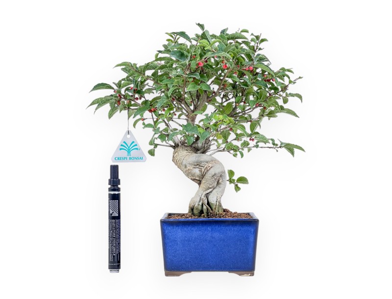 Bonsai di Ilex serrata %separator% %category%