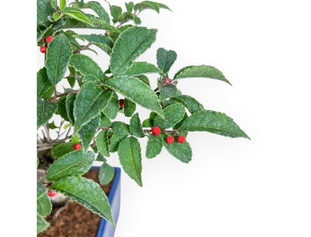 Bonsaï d'Ilex serrata %separator% %category% 2