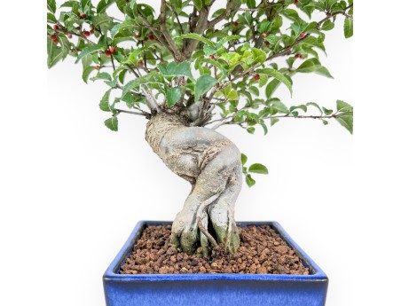 Bonsai di Ilex serrata %separator% %category%