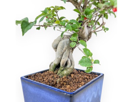 Bonsaï d'Ilex serrata %separator% %category%