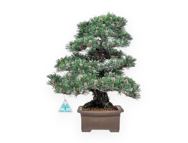 Bonsái de Pinus thunbergii kotobuki %separator% %category%