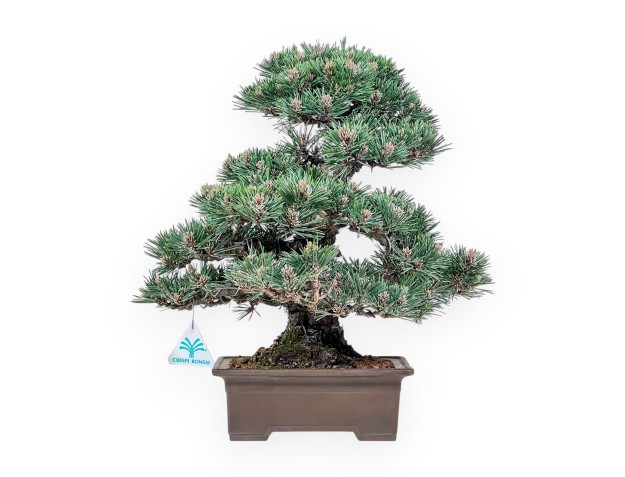 Bonsai van Pinus thunbergii kotobuki %separator% %category%