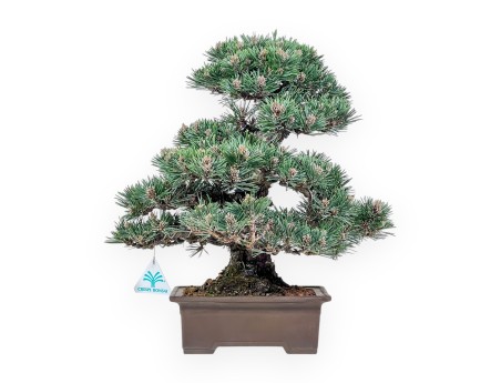 Bonsai aus Pinus thunbergii Kotobuki %separator% %category%