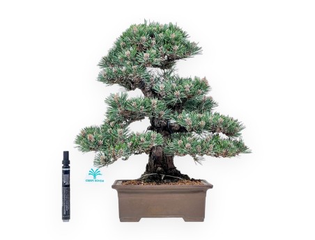Bonsaï de Pinus thunbergii Kotobuki %separator% %category%