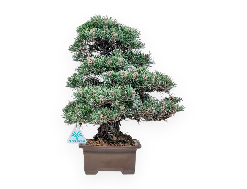 Pinus thunbergii Kotobuki bonsai %separator% %category%