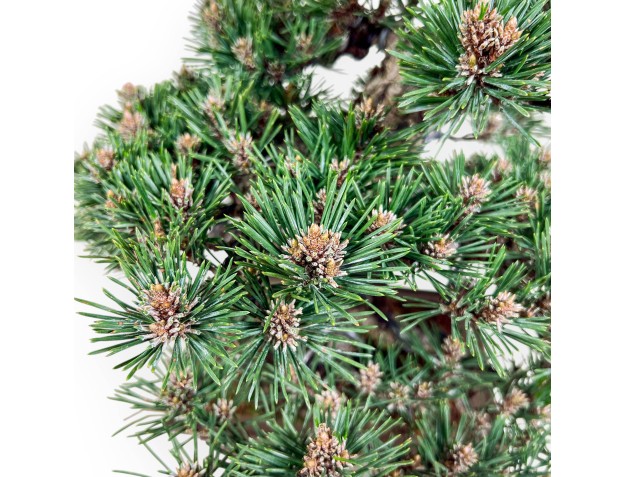 Bonsai aus Pinus thunbergii Kotobuki %separator% %category% 2