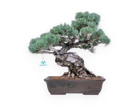 Pinus pentaphylla-Bonsai %separator% %category%