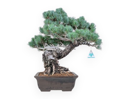 Bonsai di Pinus pentaphylla %separator% %category%
